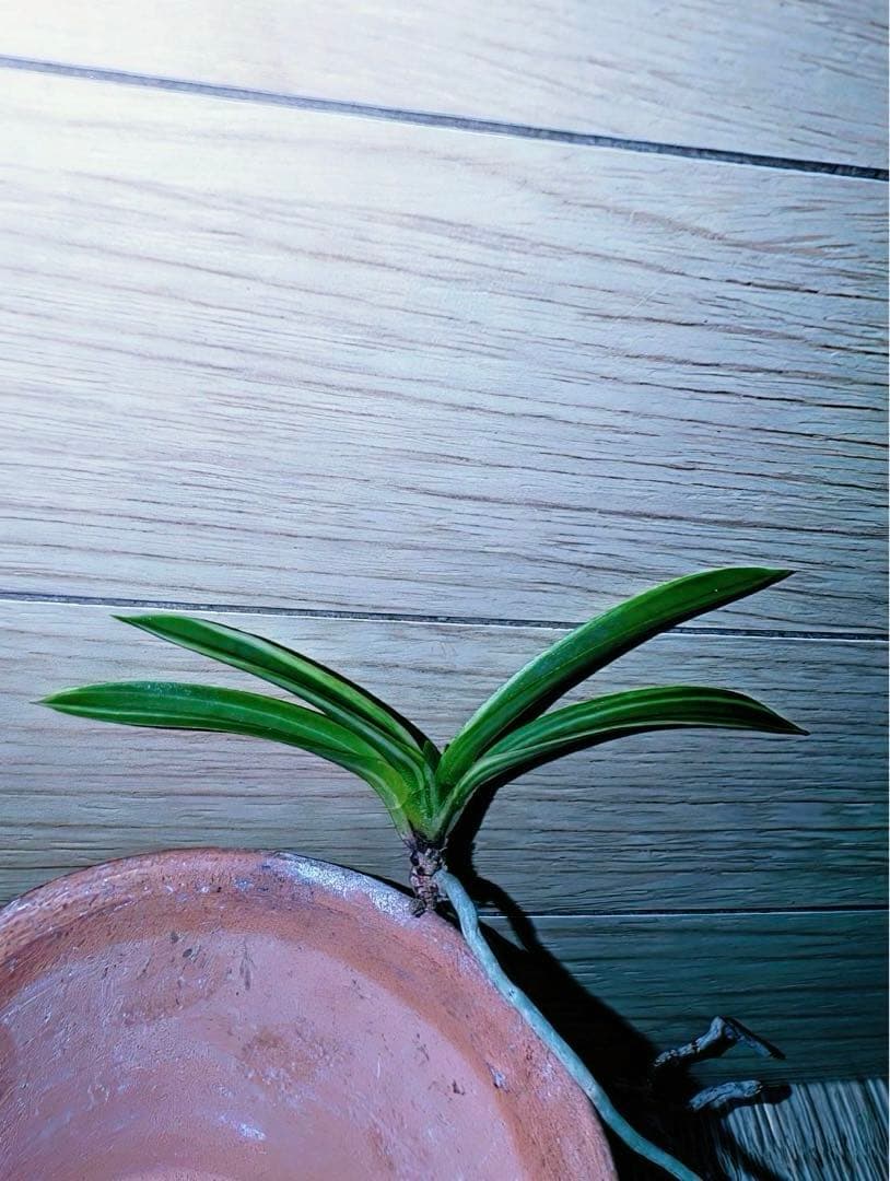 富貴蘭「不老白」