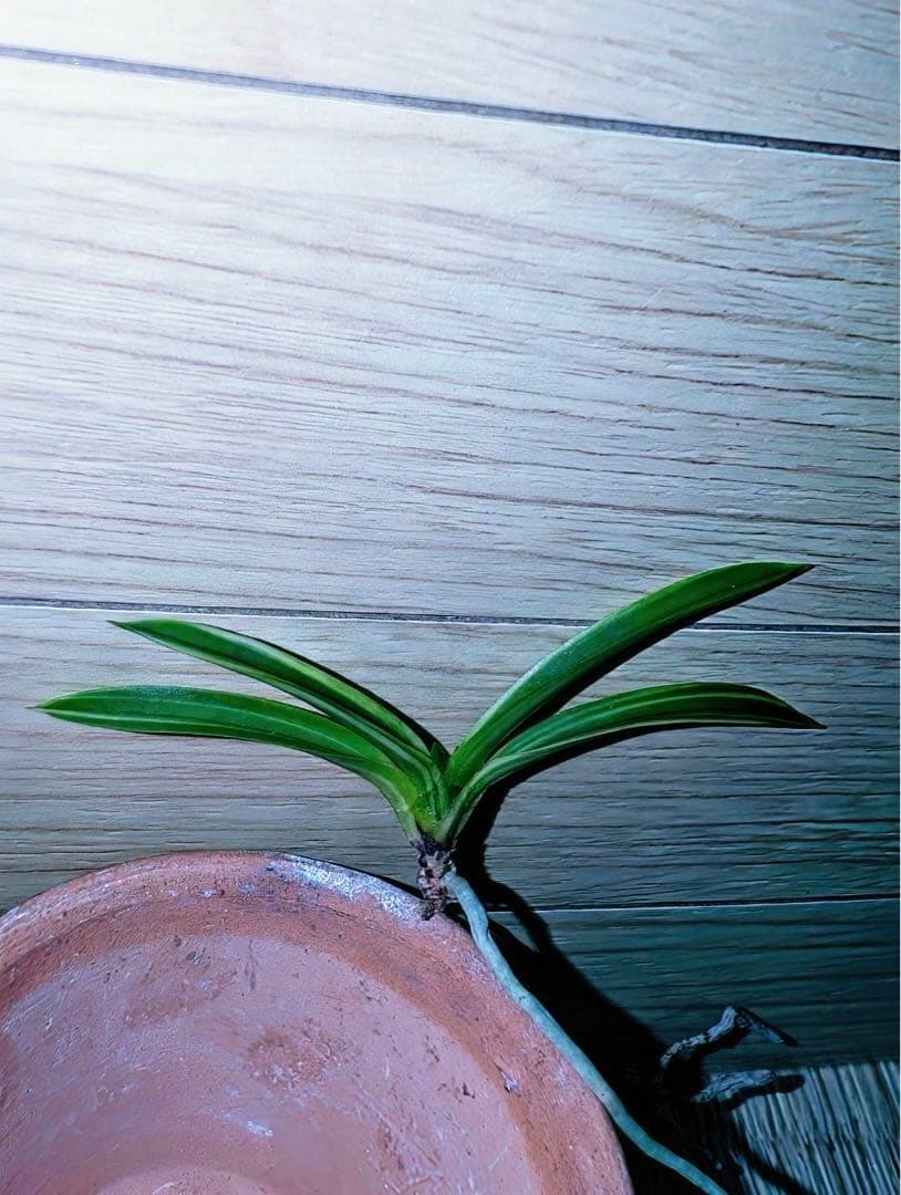 富貴蘭「不老白」