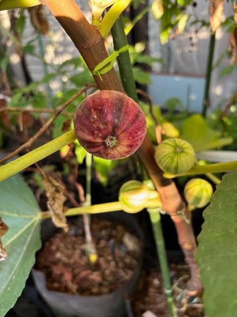 イチジクの剪定枝　 挿し木　接木　穂木