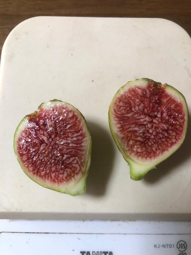 イチジクの剪定枝　 挿し木　接木　穂木