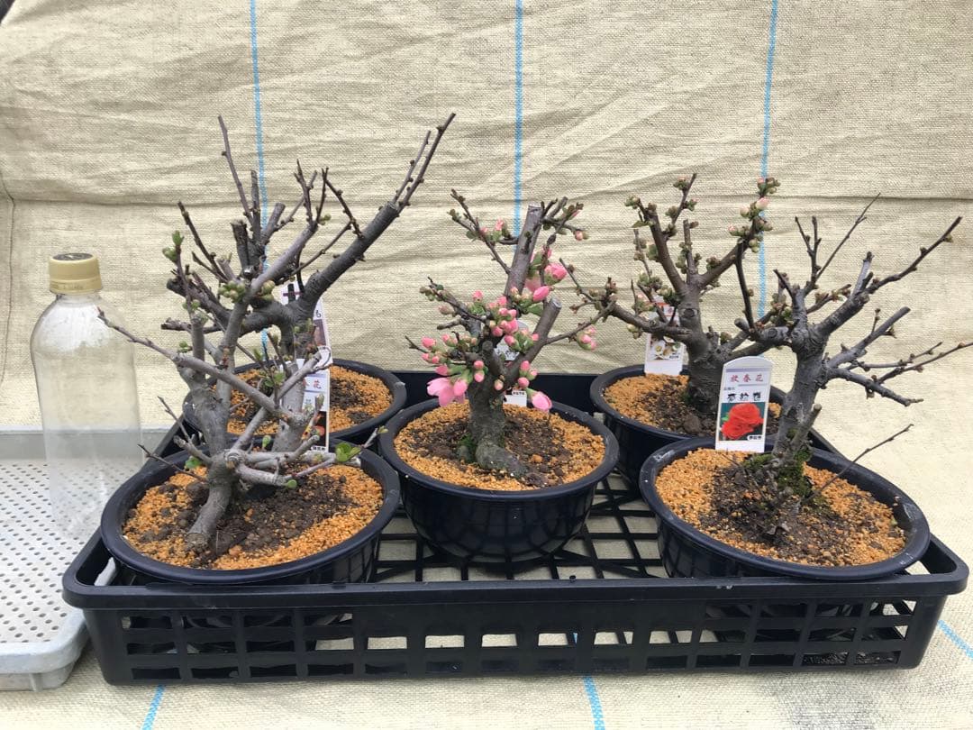 瓜(ボケ)・放春花　6寸　5品種セット②