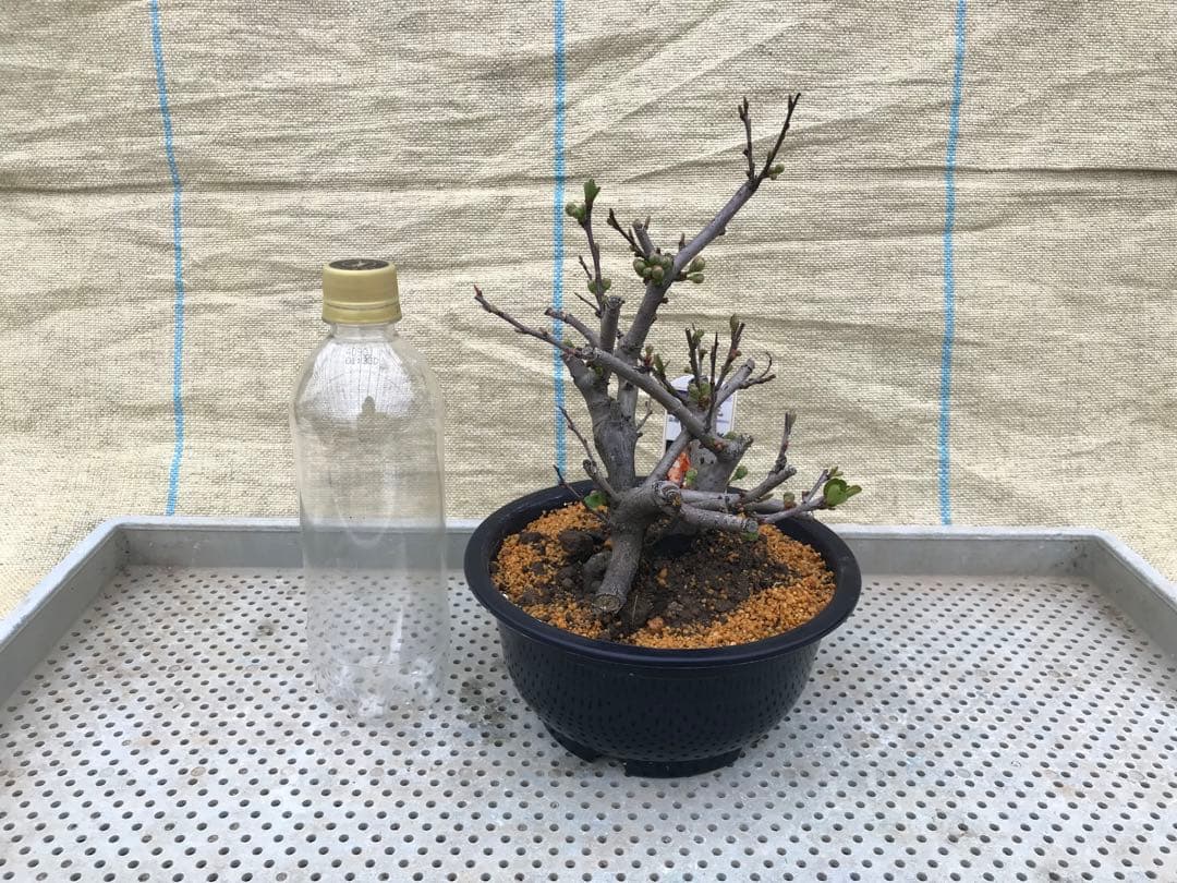 瓜(ボケ)・放春花　6寸　5品種セット②