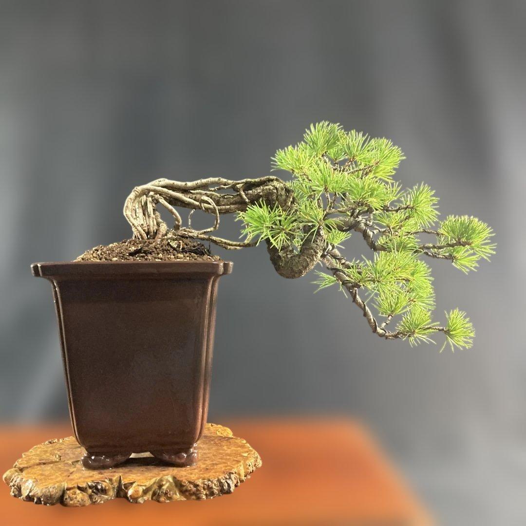 根上がり、赤石五葉松、懸崖、40年強 目立った傷汚れなし