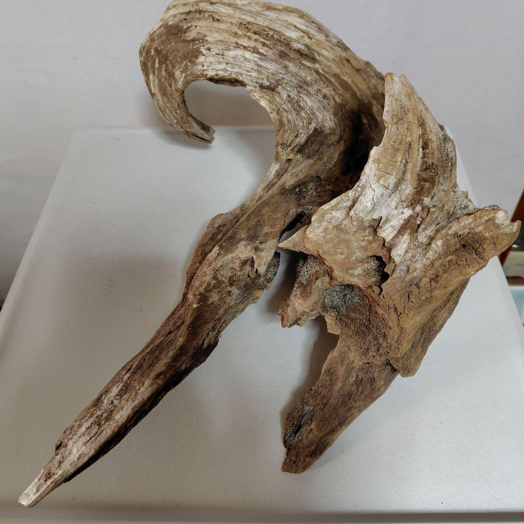 物凄い個性的な流木です。