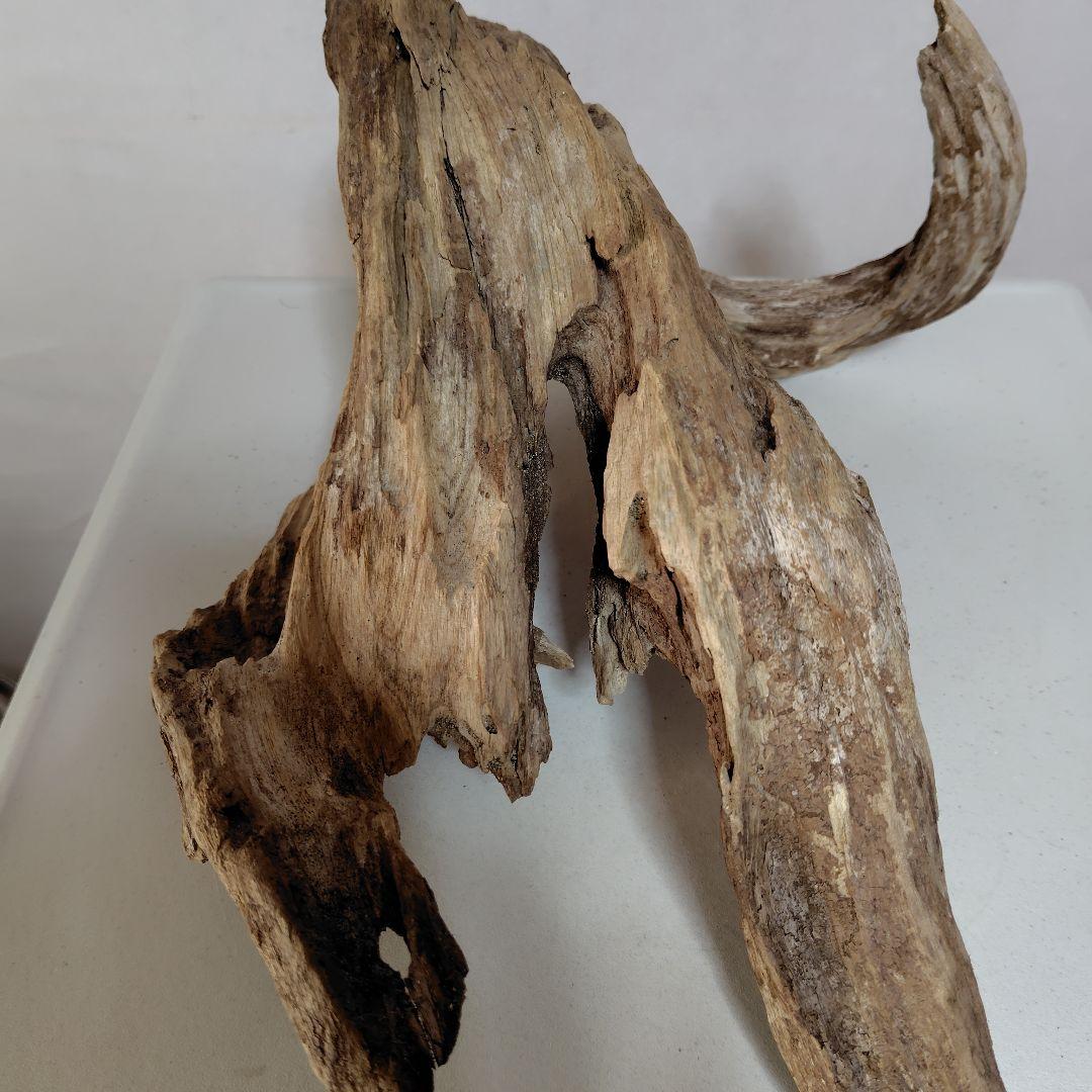 物凄い個性的な流木です。