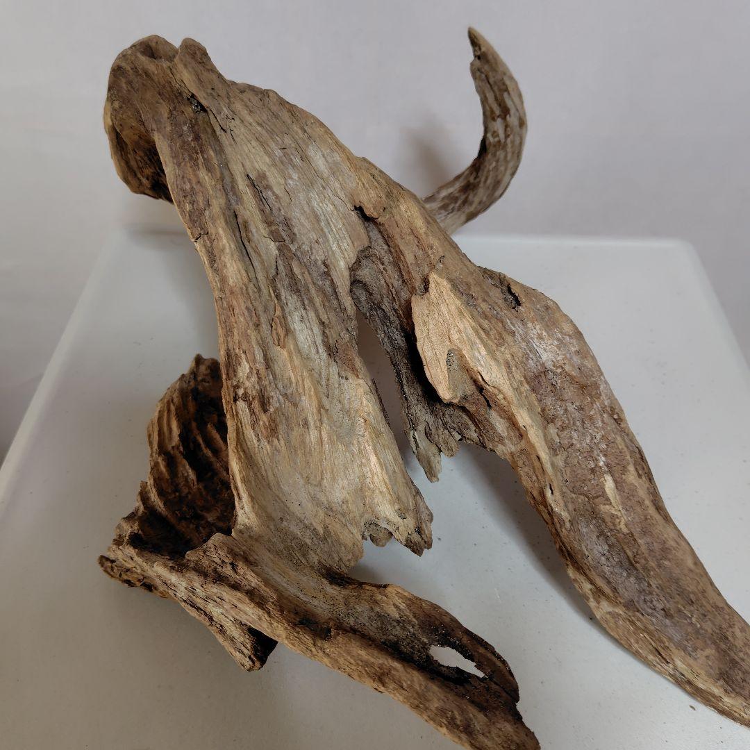 物凄い個性的な流木です。