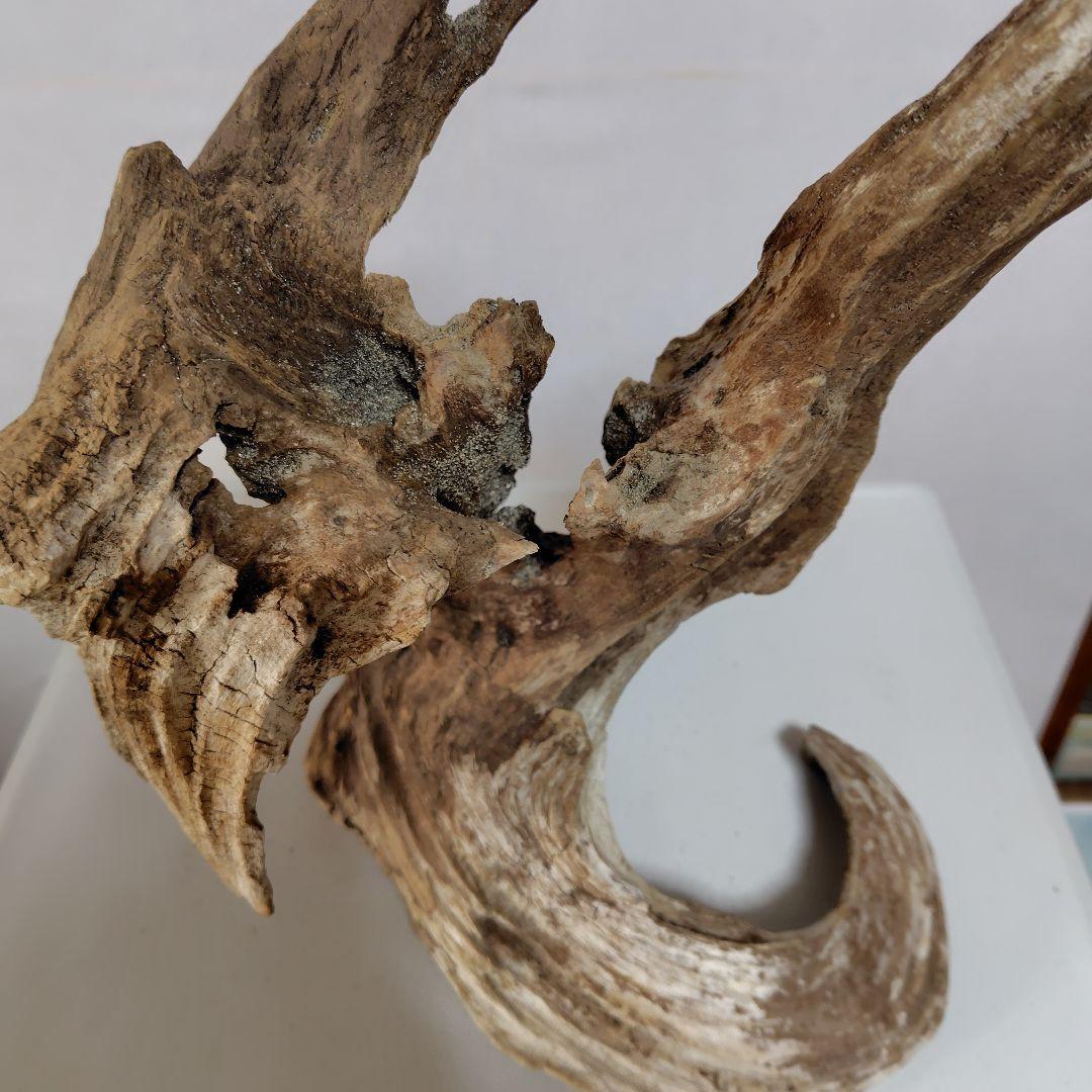 物凄い個性的な流木です。