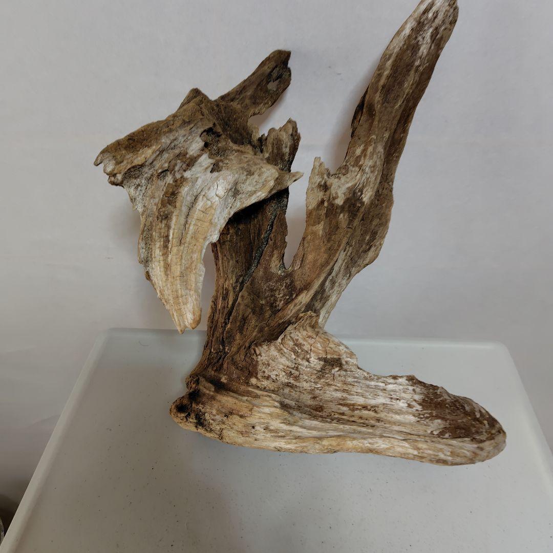 物凄い個性的な流木です。