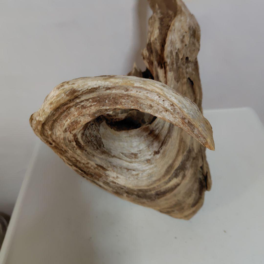 物凄い個性的な流木です。