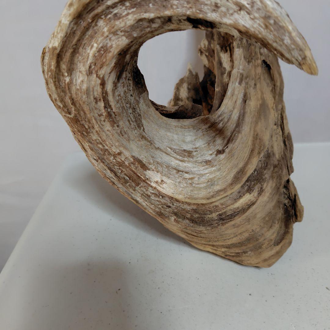 物凄い個性的な流木です。