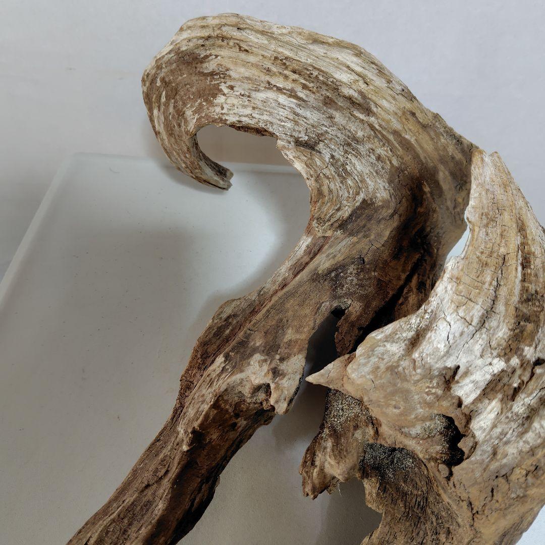 物凄い個性的な流木です。