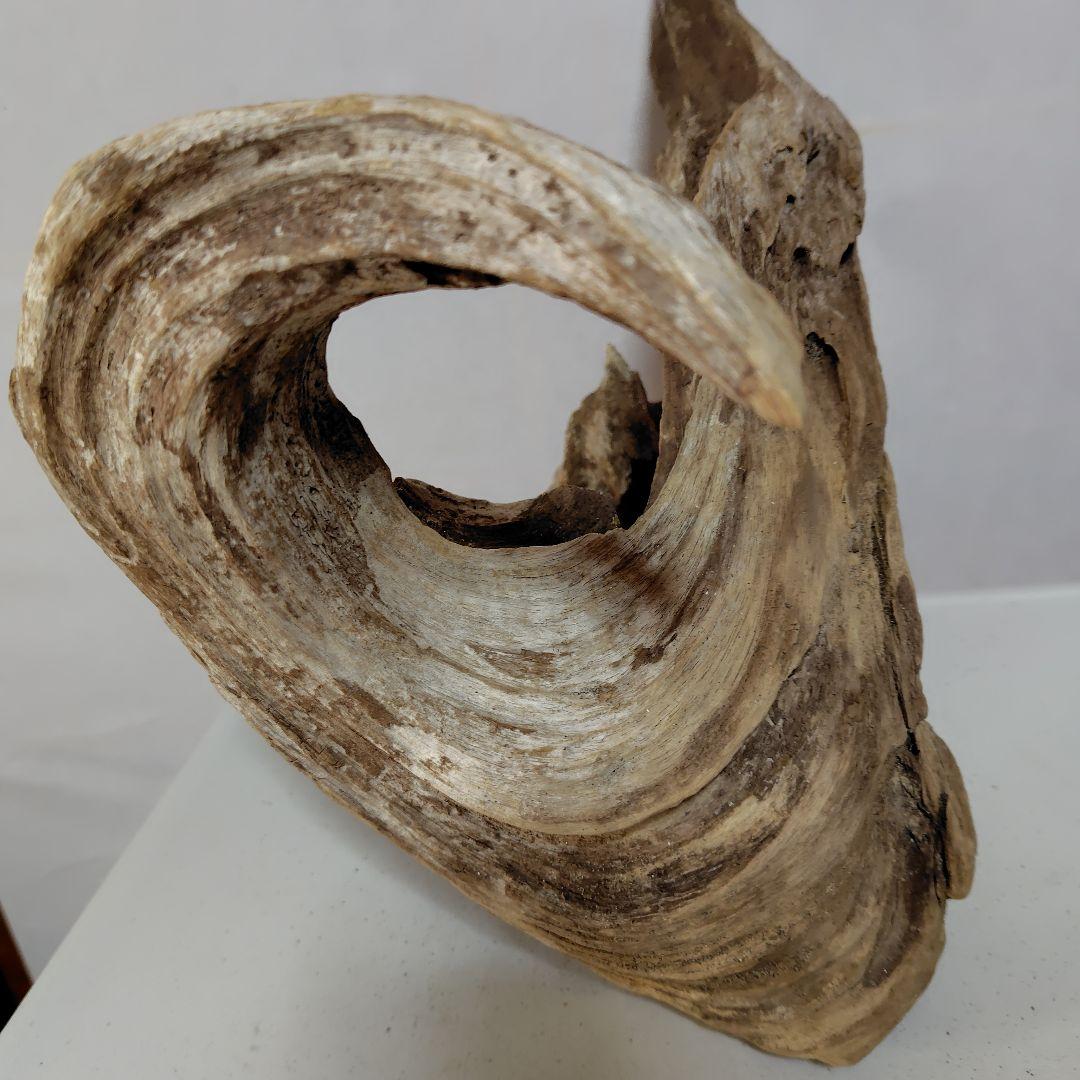 物凄い個性的な流木です。