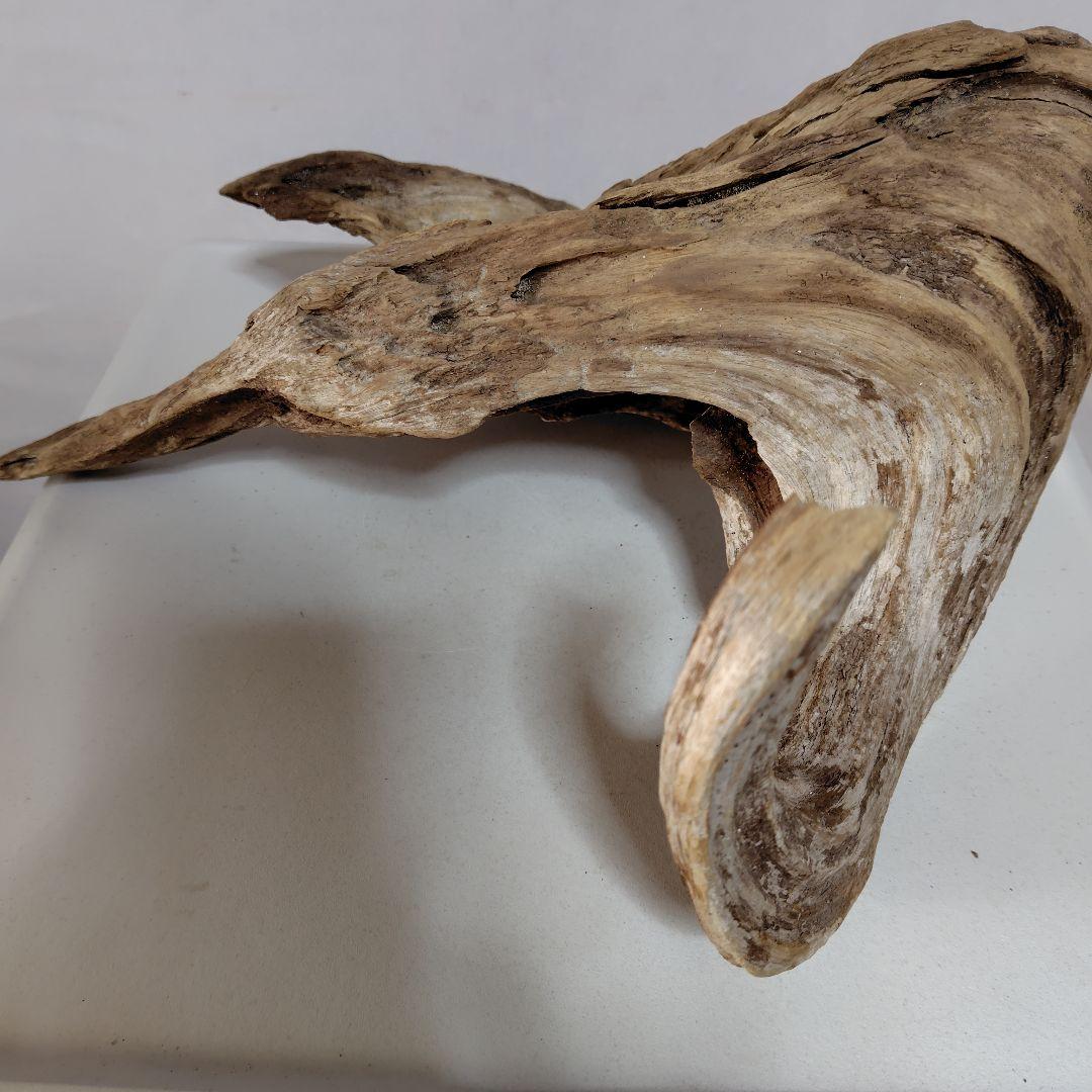 物凄い個性的な流木です。