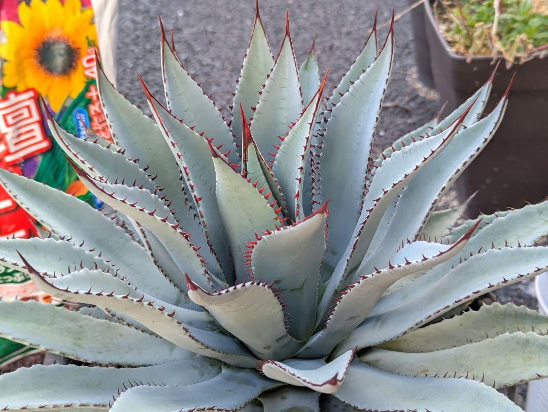 秘蔵株（ブラスポ×イシスメンシス×屈原の舞扇）×グアダラハラナ 発根活着済