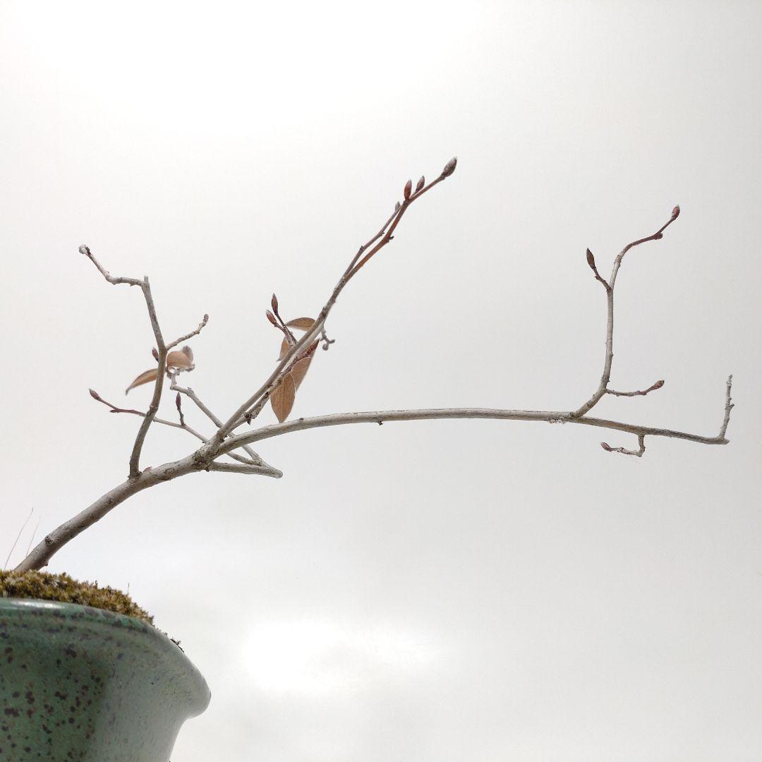 寒樹ヤマコウバシ盆栽 SS018