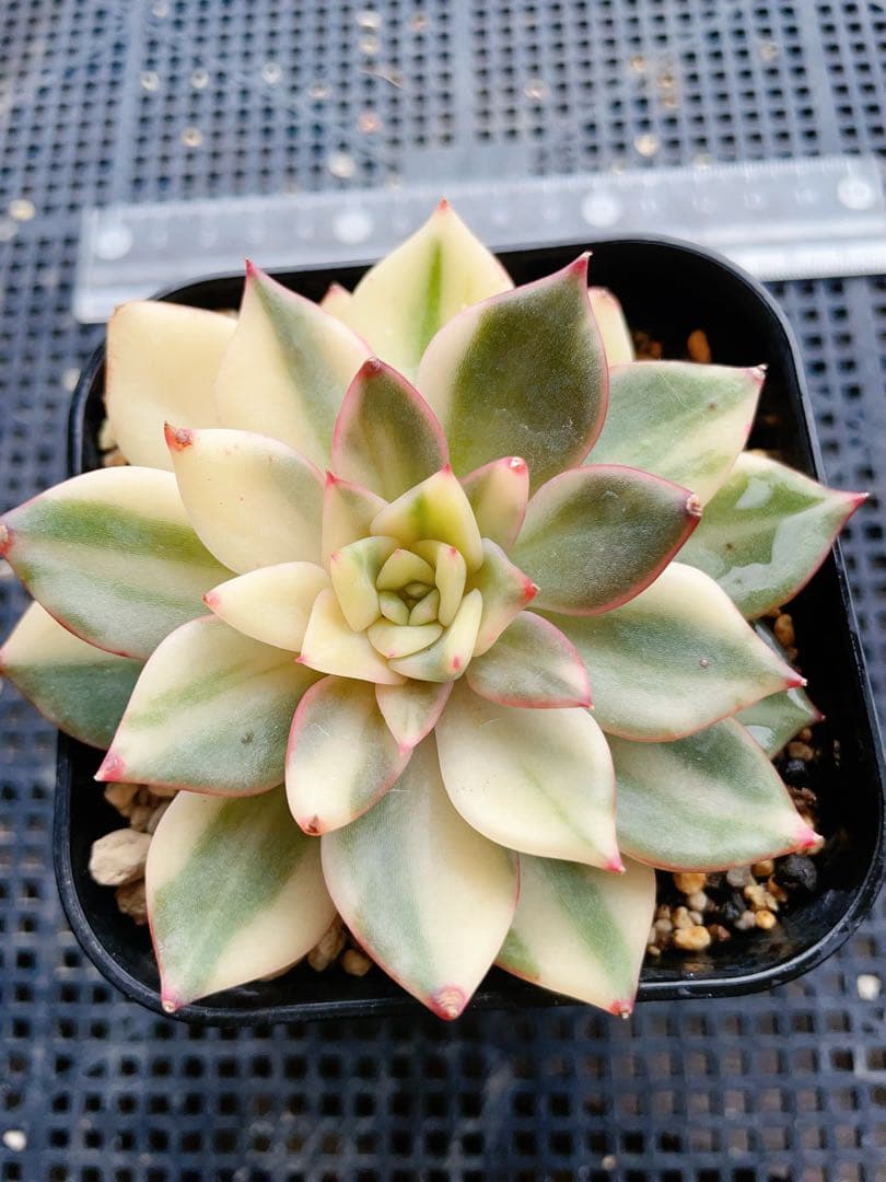 レッドトラス錦　綺麗な色斑入り　多肉植物　レア