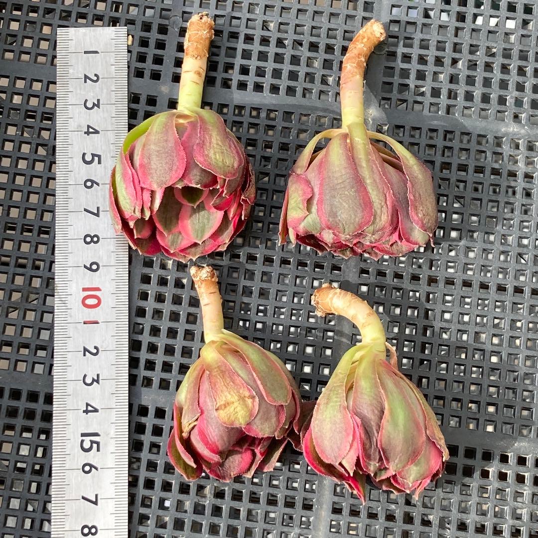 アエオニウム　韓国苗　フラワーダンス　多肉植物　ポコ多肉