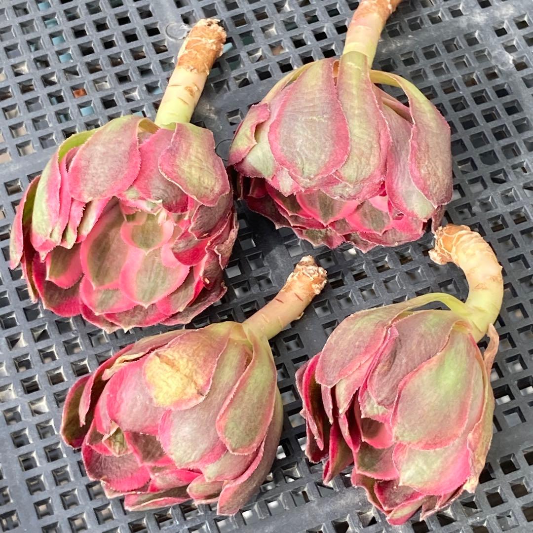 アエオニウム　韓国苗　フラワーダンス　多肉植物　ポコ多肉