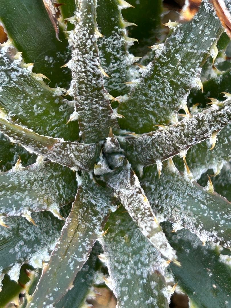 小型 DBディッキア Dyckia Flora grande #120