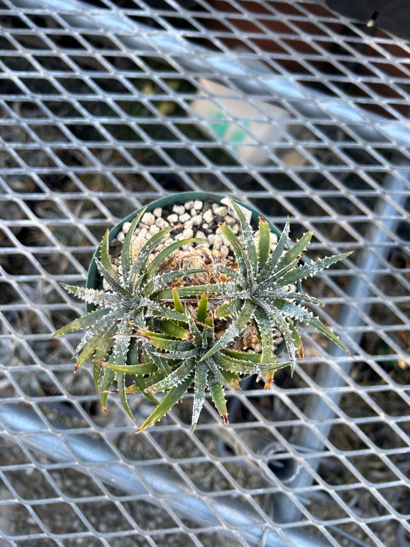 小型 DBディッキア Dyckia Flora grande #120
