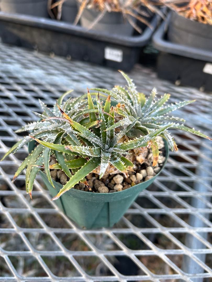 小型 DBディッキア Dyckia Flora grande #120
