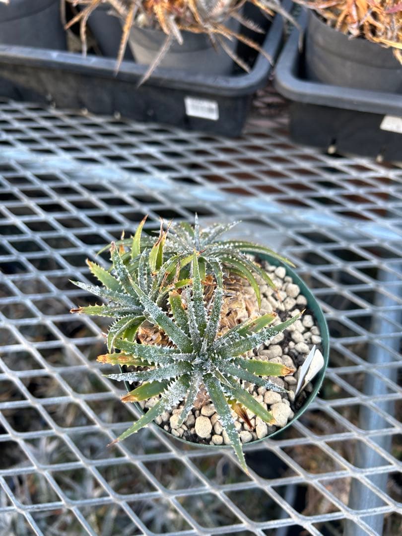 小型 DBディッキア Dyckia Flora grande #120