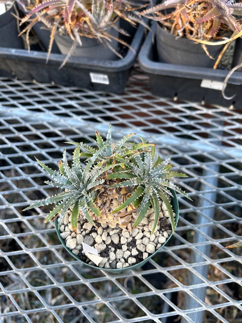 小型 DBディッキア Dyckia Flora grande #120