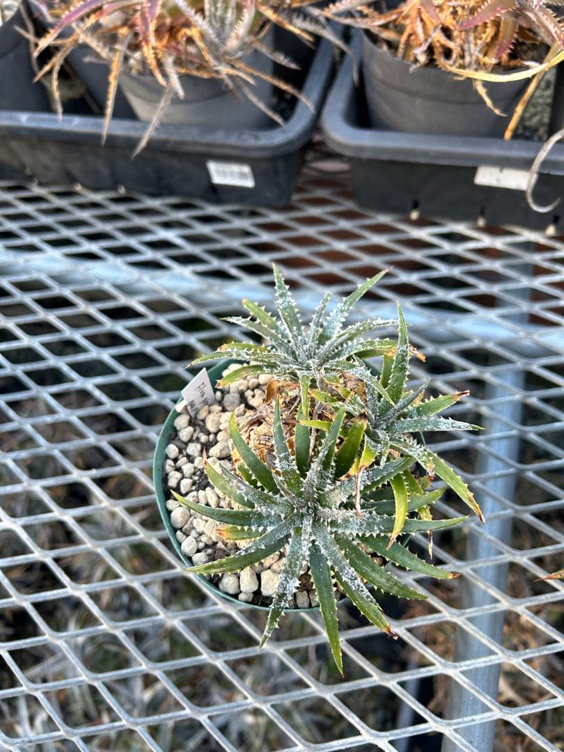 小型 DBディッキア Dyckia Flora grande #120
