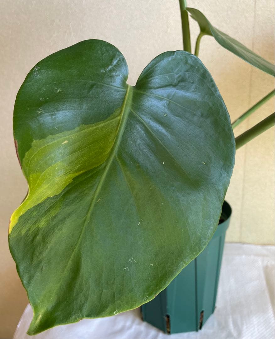 モンステラデリシオーサ 斑入り 実生株 5号ロングポット【鉢ごと発送】