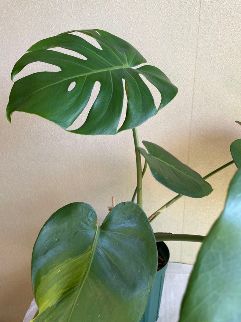 モンステラデリシオーサ 斑入り 実生株 5号ロングポット【鉢ごと発送】