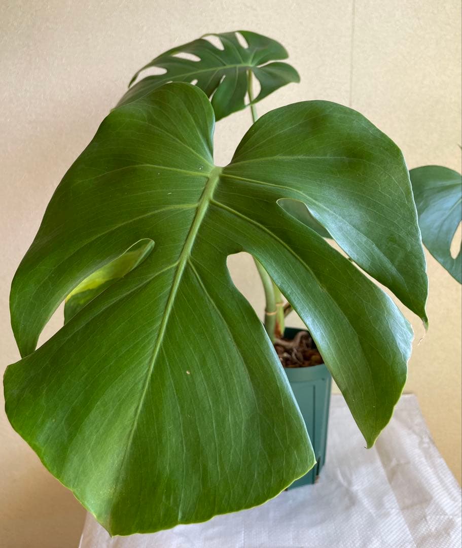 モンステラデリシオーサ 斑入り 実生株 5号ロングポット【鉢ごと発送】