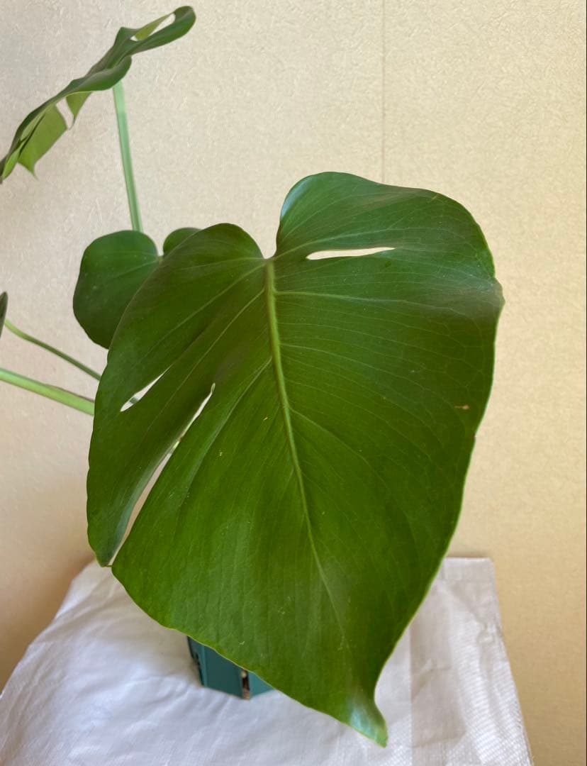 モンステラデリシオーサ 斑入り 実生株 5号ロングポット【鉢ごと発送】