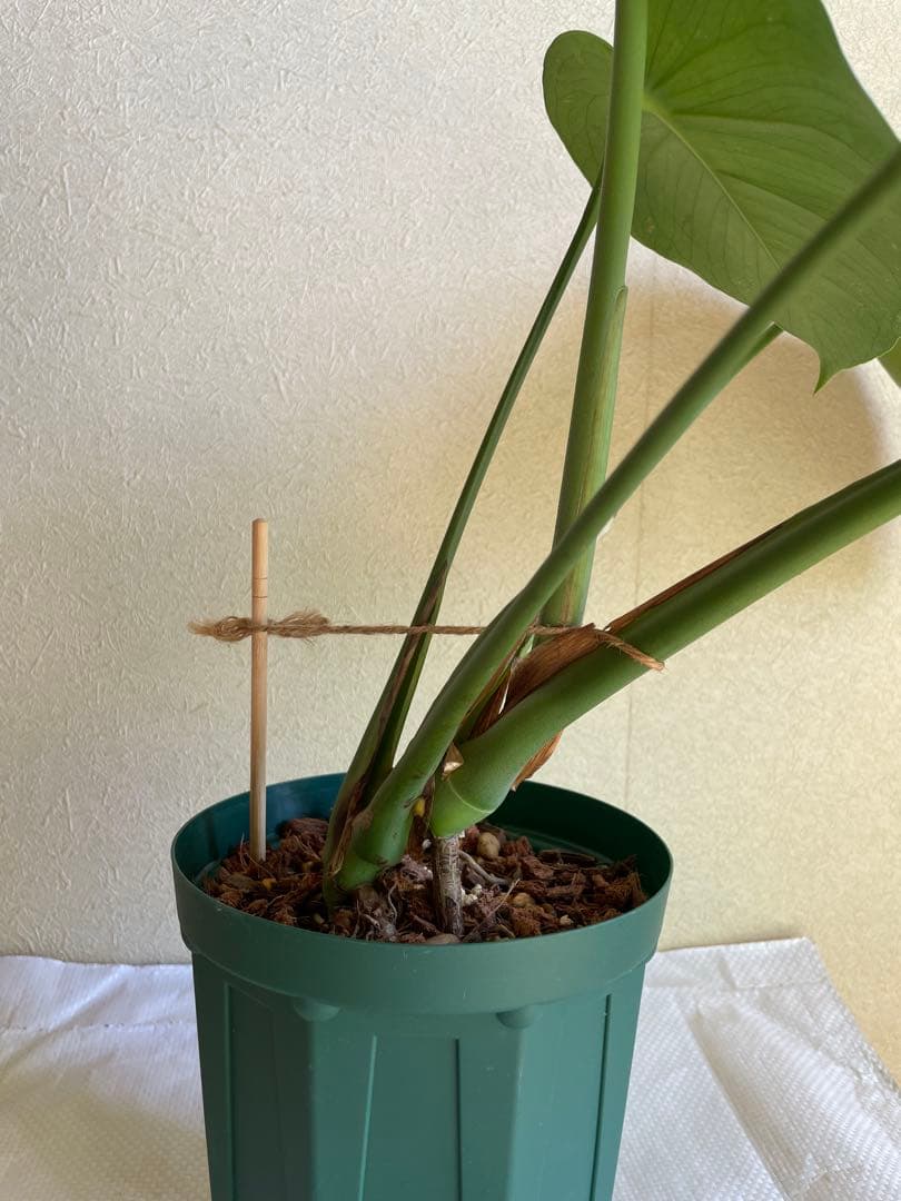 モンステラデリシオーサ 斑入り 実生株 5号ロングポット【鉢ごと発送】