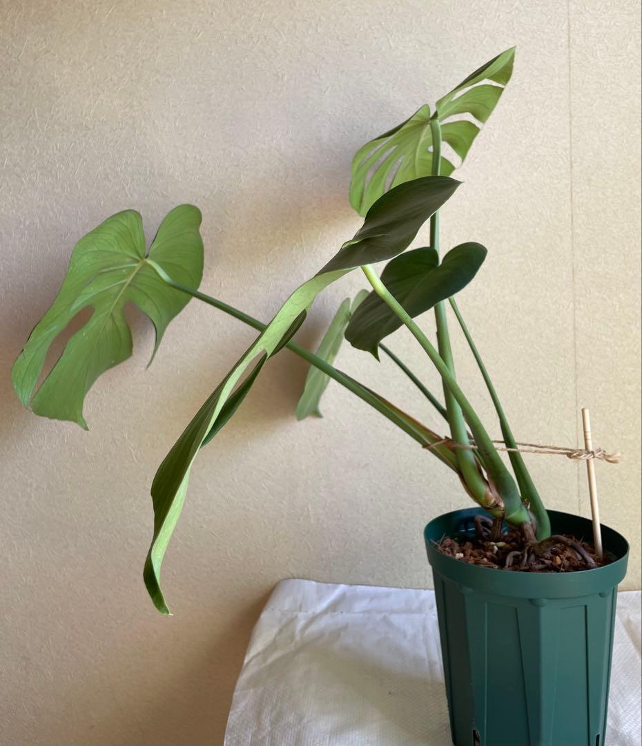 モンステラデリシオーサ 斑入り 実生株 5号ロングポット【鉢ごと発送】