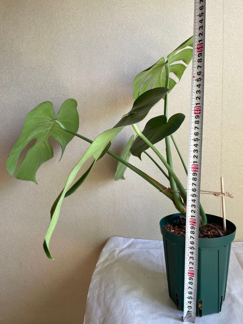 モンステラデリシオーサ 斑入り 実生株 5号ロングポット【鉢ごと発送】