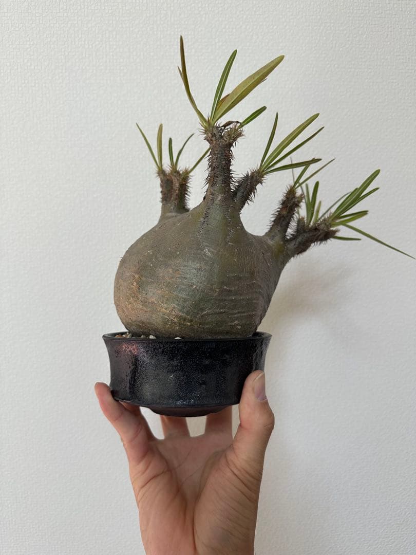 パキポディウム　グラキリス　たけろうポット