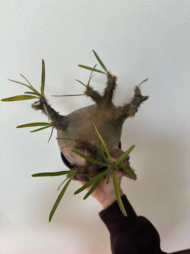 パキポディウム　グラキリス　たけろうポット