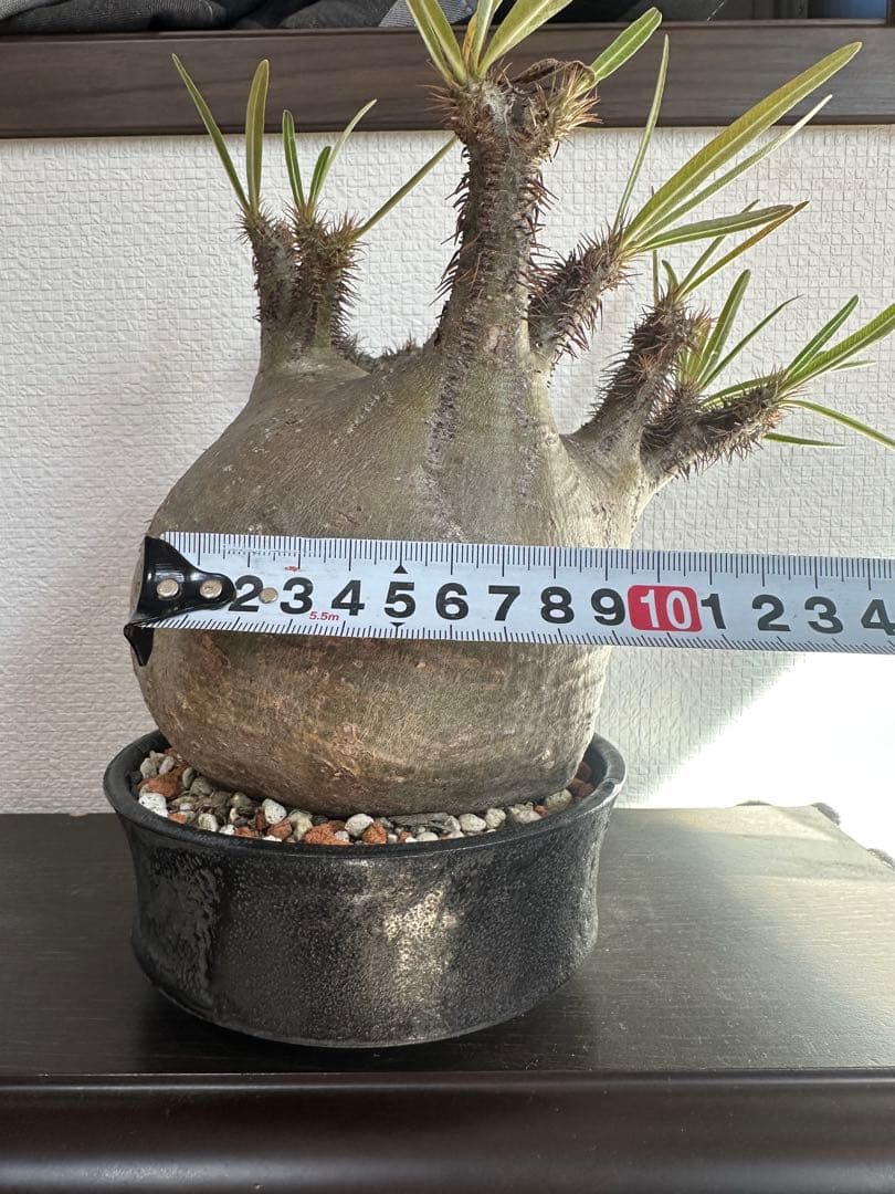 パキポディウム　グラキリス　たけろうポット