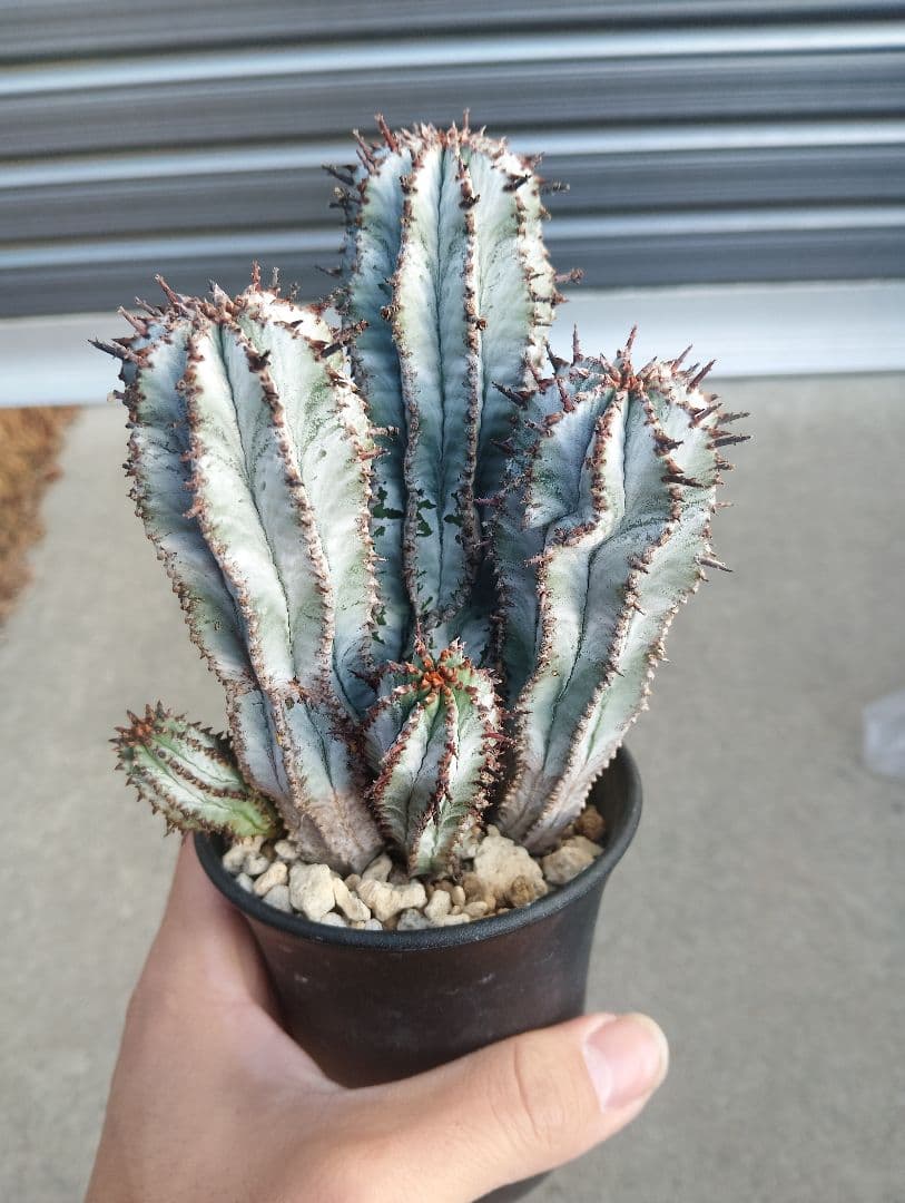 特選群生株 ユーフォルビア ホリダ \