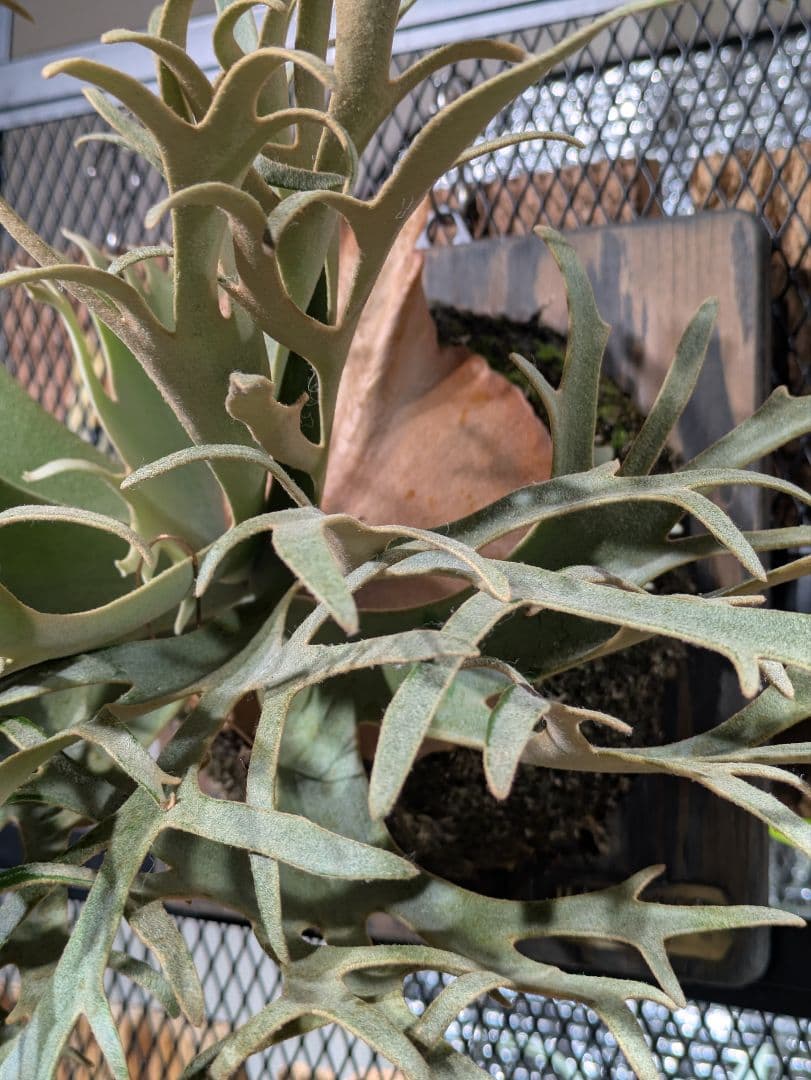 P.willinckii\"OMG\" OC(pup)①