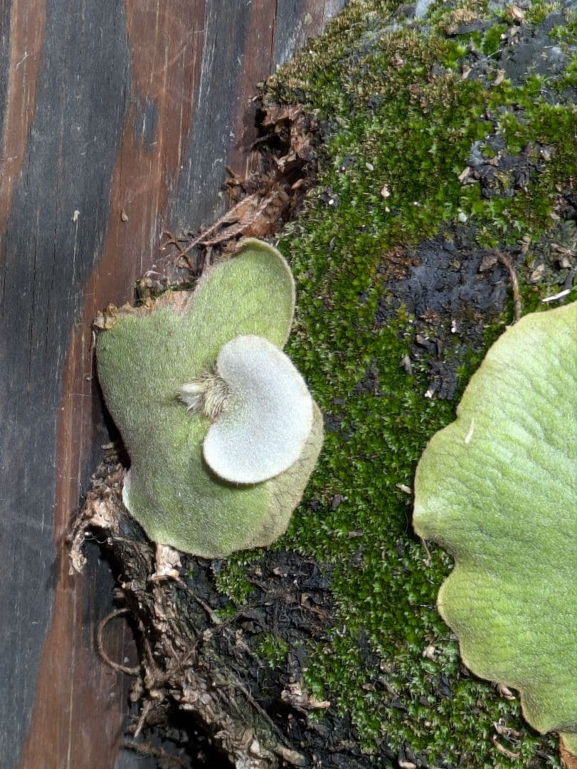 P.willinckii\"OMG\" OC(pup)①