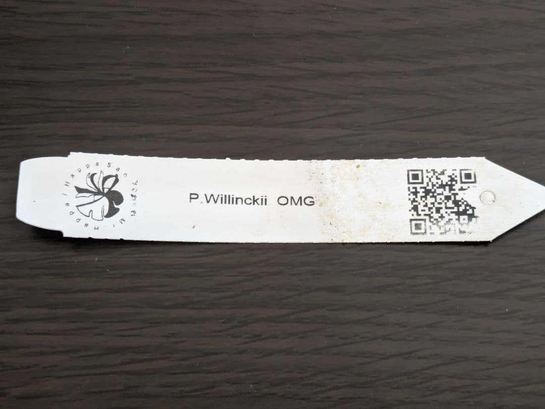 P.willinckii\"OMG\" OC(pup)①