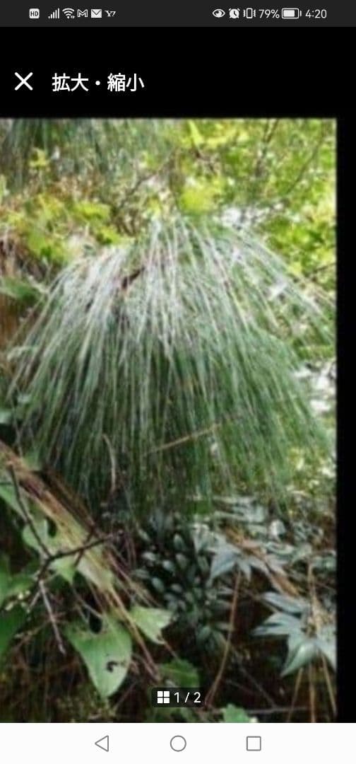 農薬不使用‼️天然大王松/長ーい松葉/3本松葉　100 サイズ箱1杯‼️