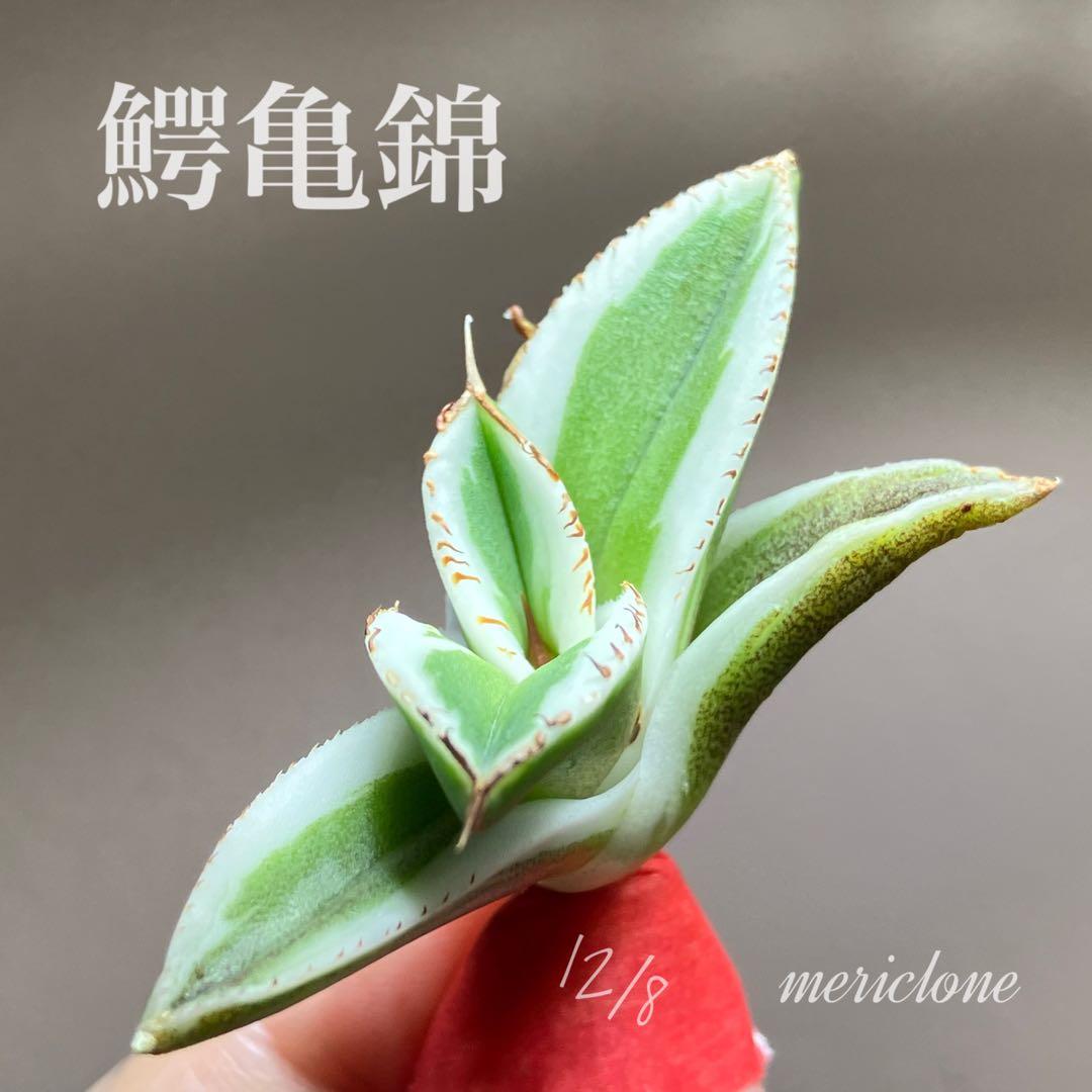 nk　リクエスト出品　鰐亀錦　BB錦　TC 匿名配送