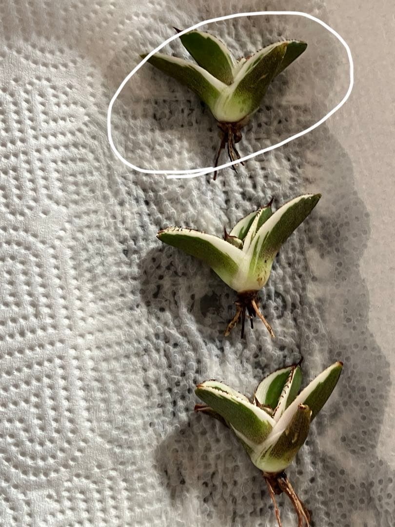 nk　リクエスト出品　鰐亀錦　BB錦　TC 匿名配送