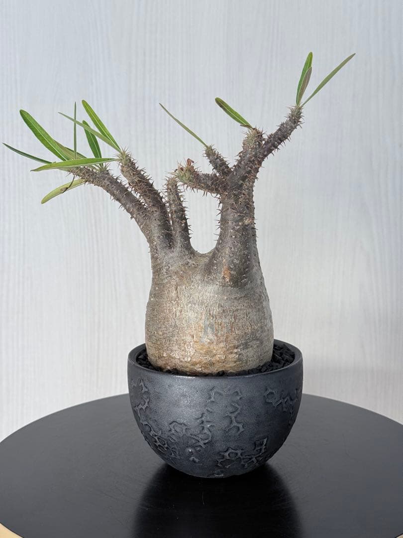 パキポディウムグラキリス 現地球