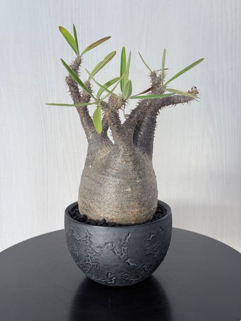 パキポディウムグラキリス 現地球