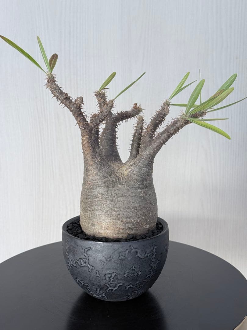 パキポディウムグラキリス 現地球