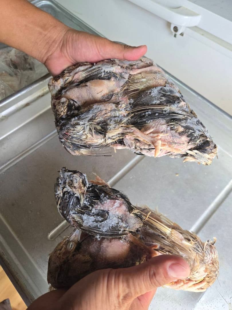 冷凍ウズラ 180羽 送料無料