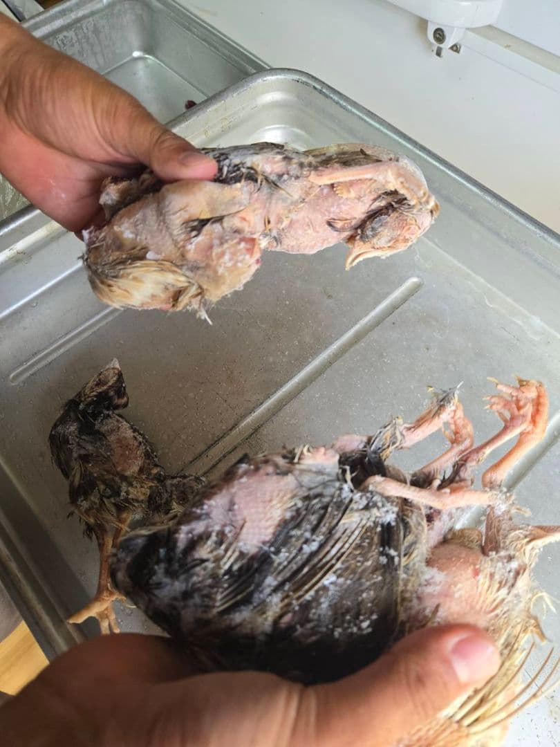 冷凍ウズラ 180羽 送料無料